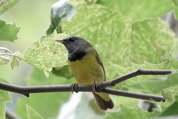 Mourning Warbler