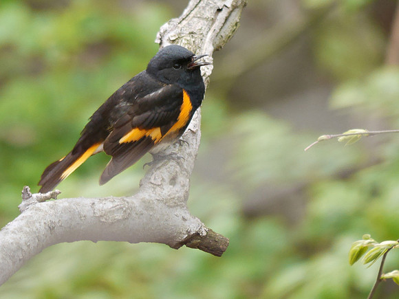 American Redstart singing, Central Park