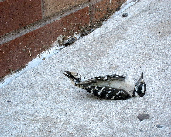 Window-killed Downy Woodpecker, Riverdale (Bronx) NY
