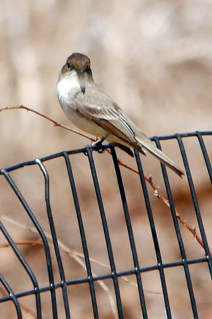 Eastern Phoebe, Central Park
