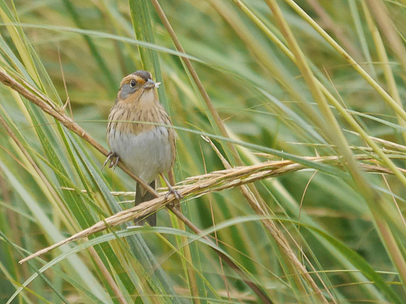 Nelson's Sparrow, Randall's Island