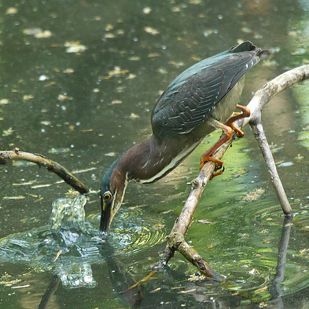 Green Heron, Azalea Pond, Central Park