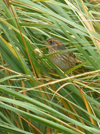 Nelson's Sparrow, Randall's Island