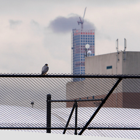 Peregrine Falcon, Randall's Island