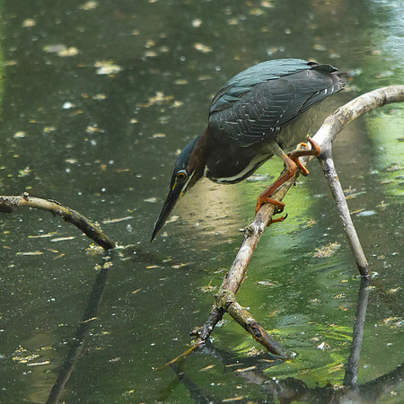Green Heron, Azalea Pond, Central Park