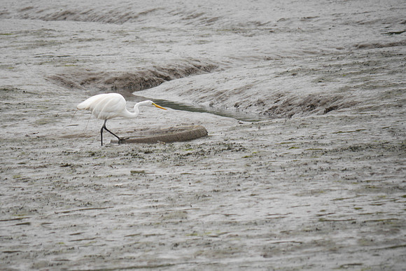 Great Egret, Spuyten Duyvil Creek