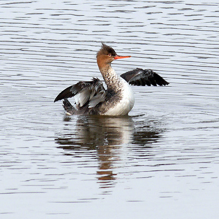 Red-Breasted Merganser, Inwood Hill Park