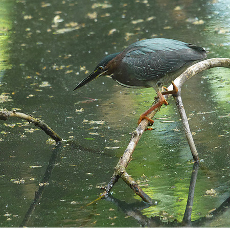 Green Heron, Azalea Pond, Central Park