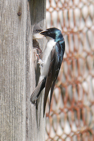 Tree Swallow feeding nestling, Hobart NY