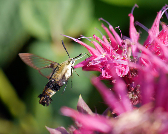 Hummingbird Moth, Hudson River Greenway