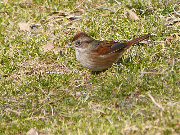 Swamp Sparrow, Central Park