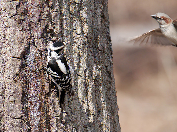 Downy Woodpecker, Central Park