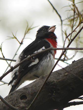 Rose-Breasted Grosbeak singing, Central Park