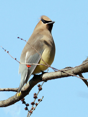 Cedar Waxwing, Central Park