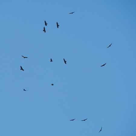 Turkey Vultures, Central Park