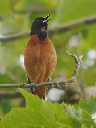 Orchard Oriole singing, Inwood Hill Park