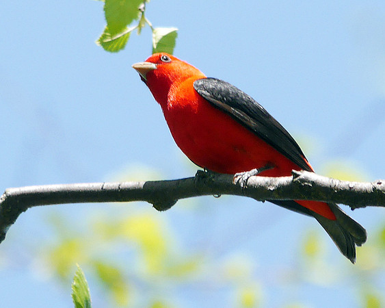 Scarlet Tanager, Central Park