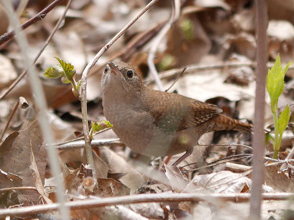House Wren, Central Park