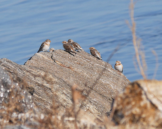 Snow Buntings, Randall's Island