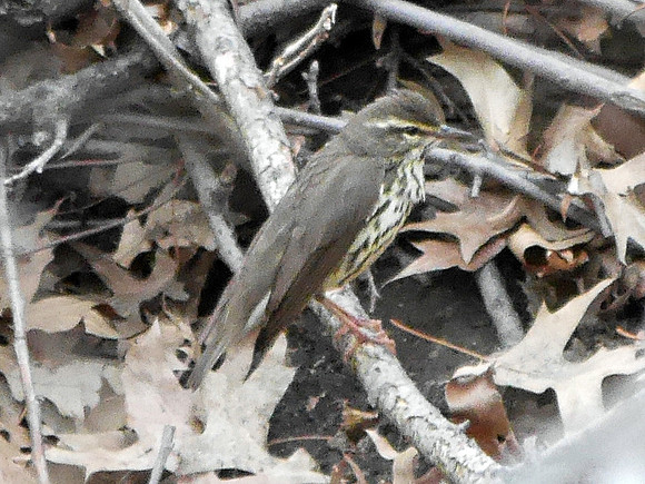 Norhern Waterthrush, Central Park