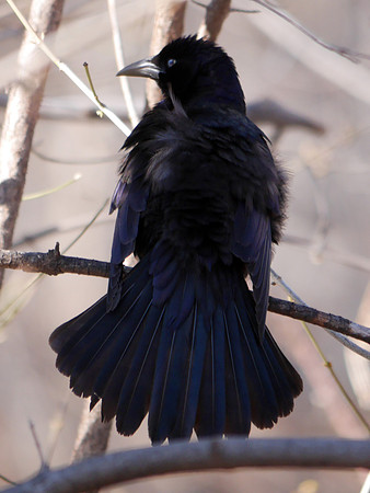 Common Grackle, Central Park