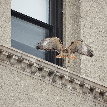 Red-Tailed Hawk building a nest, Fifth Avenue and 105th Street