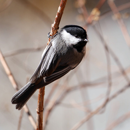 Black-Capped Chickadee, Central Park
