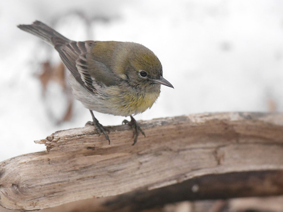 Pine Warbler, Central Park, late winter
