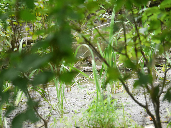 Virginia Rail, Central Park