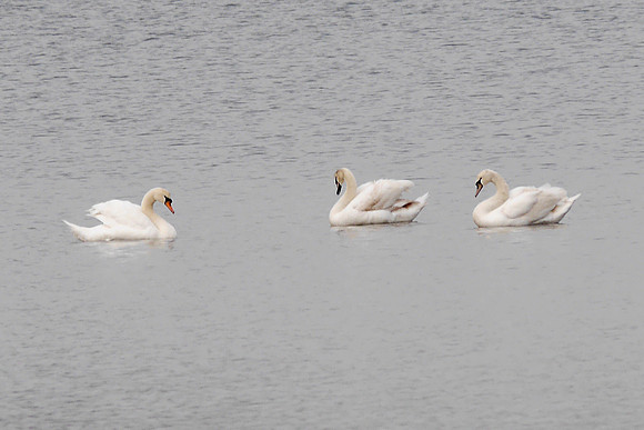 Mute Swans, Central Park Reservoir