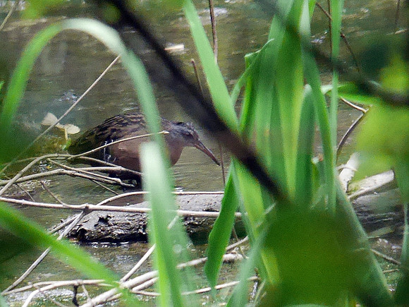Virginia Rail, Central Park