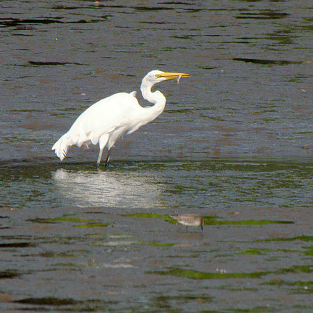Great Egret fishing, Spuyten Duyvil Creek, Inwood Hill Park