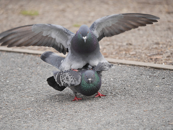 Pigeons, Willow Rock, Central Park