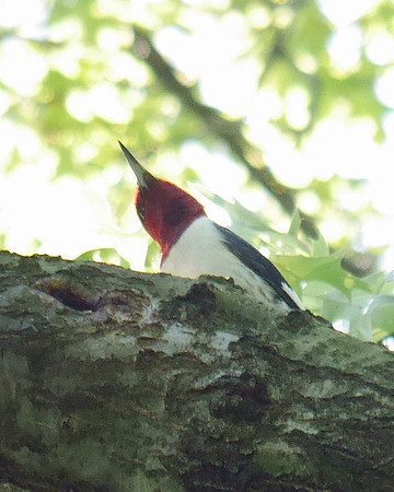 Red-Headed Woodpecker, Central Park