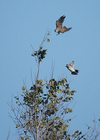 Kestrel vs. Blue Jay