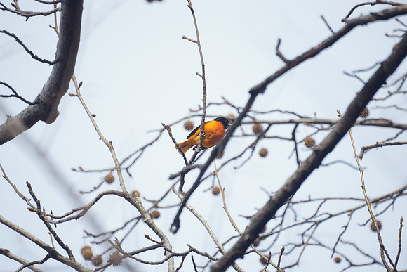 Baltimore Oriole, Central Park, 11/30/2013