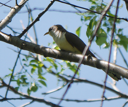 Yellow-Billed Cuckoo, Central Park