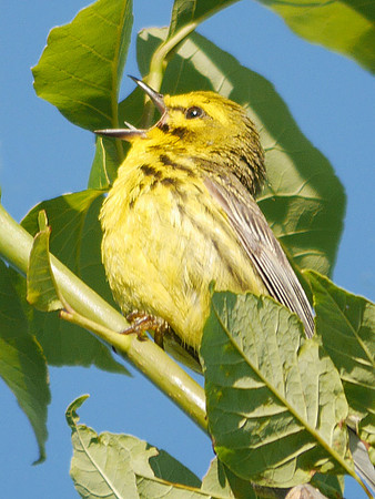 Prairie Warbler singing, Prattsville NY
