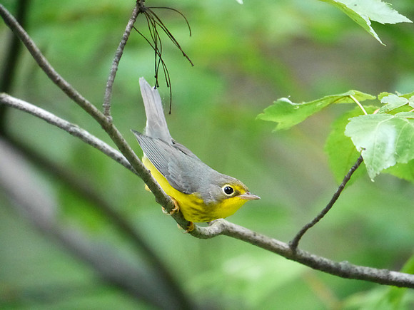 Canada Warbler, Central Park