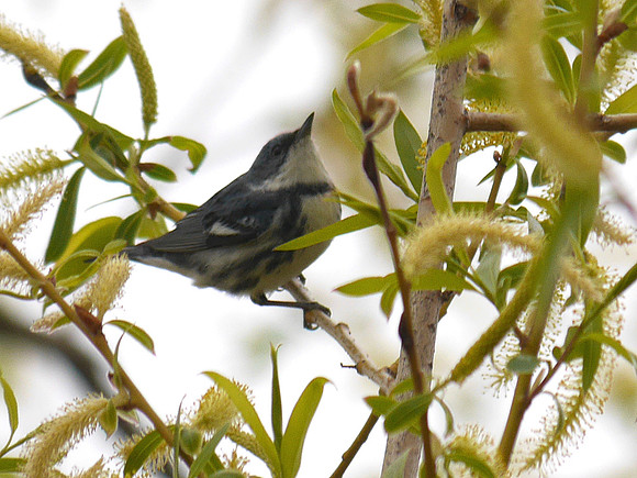 Cerulean Warbler, Central Park