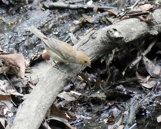 Indigo Bunting (female), Central Park