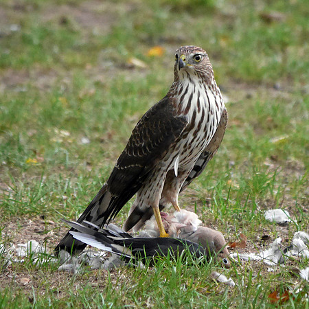 Sharp-Shinned Hawk and prey (Mourning Dove)