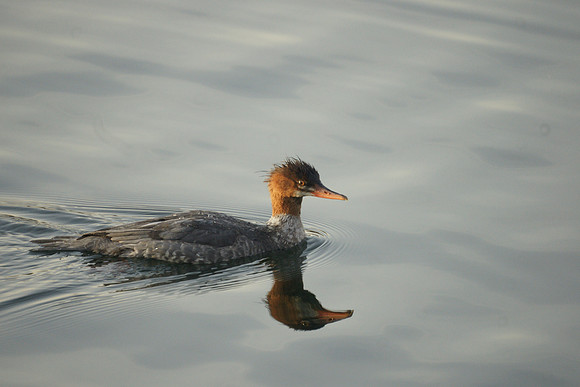 Common Merganser, Central Park Reservoir