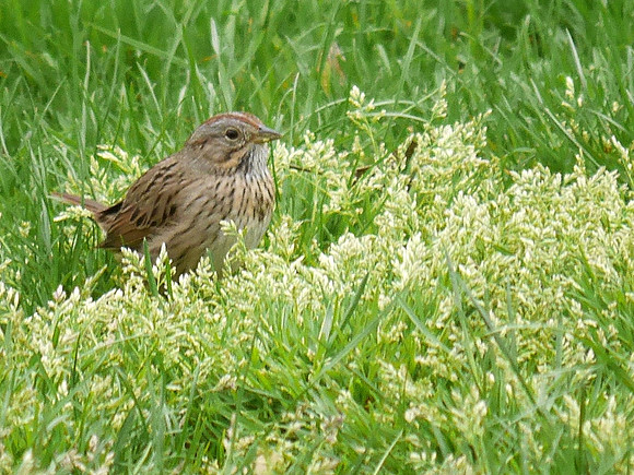Lincoln's Sparrow, Central Park