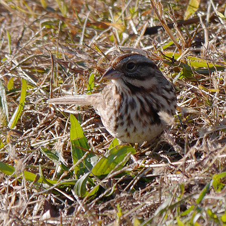 Song Sparrow, Randall's Island