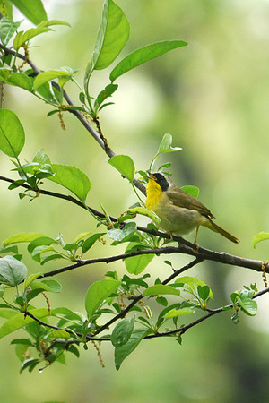 Common Yellowthroat singing, Central Park