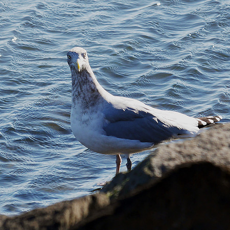 Herring Gull, Randall's Island
