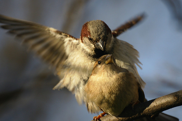 House Sparrows, Miner's Gate, Central Park