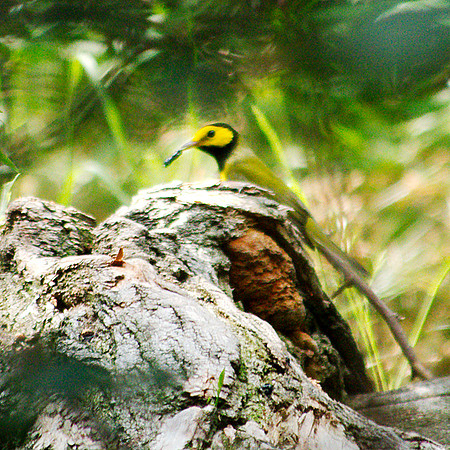 Hooded Warbler, Central Park