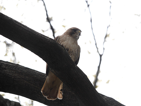 Red-Tailed Hawk, Sheep Meadow, Central Park